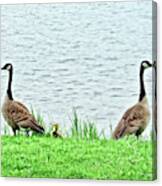 Mom And Dad Protecting Their Baby Canvas Print