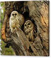 Mom And Her Baby Owl Canvas Print