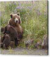 Momma Bear Nursing In The Lupines Canvas Print