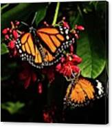 Monarch Butterflies Canvas Print