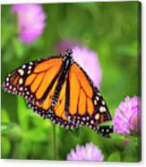 Monarch Butterfly On Pink Clover Flowers Canvas Print
