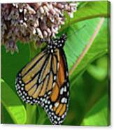 Monarch Butterfly On Common Milkweed Din0061 Canvas Print