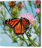 Monarch Butterfly On Flower Canvas Print