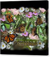 Monarch Collage Canvas Print