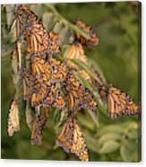 Monarch Migration Canvas Print