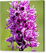 Monkey Orchid, Orchis Simia, Spike Canvas Print