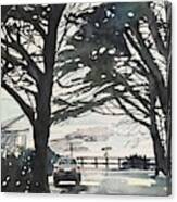 Monterey Pines Canvas Print
