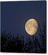 Moonset Over Trees Canvas Print