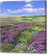 Moorland Heather And Cottongrass Canvas Print