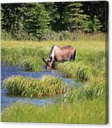 Moose Feeding In A Pond Canvas Print