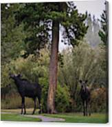 Moose In My Back Yard Canvas Print