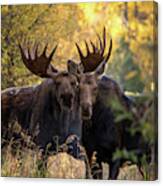 Moose Love Canvas Print