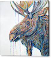 Moose Musings Canvas Print