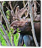 Moose With An Anomalous Eye, At Dinner Time Canvas Print