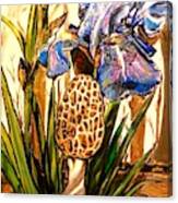 Morel In The Iris Bed Canvas Print