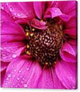 Morning Dew In Pink Canvas Print