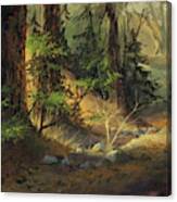Morning Redwoods Canvas Print
