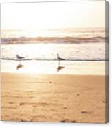 Morning Sunrise Of Seagulls On The Beach Canvas Print