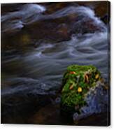 Moss Covered Rock Canvas Print