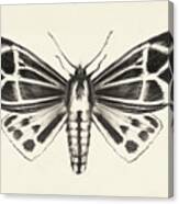 Moth Iii Canvas Print