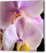 Moth Orchids Sitting Near The Window Canvas Print