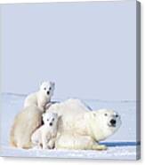 Mother Polar Bear With Cubs, Canada Canvas Print