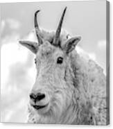 Mountain Goat In Black And White Canvas Print