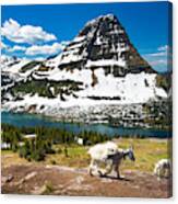 Mountain Goats And Hidden Lake Glacier Canvas Print