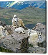 Mountain Goats In The Rocky Mountains Canvas Print