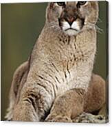 Mountain Lion Or Cougar, Felis Canvas Print