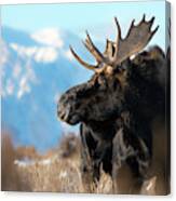 Mountain Man Bull Canvas Print