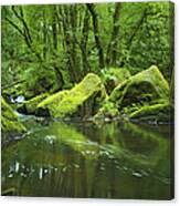 Mountain Stream With Green Rocks Canvas Print