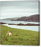 Mountain Yak With Baby Calf Sleeps By Water In Grass In Scotland Canvas Print
