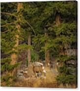 Mule Deer, Freemont Lake, Wyoming Canvas Print