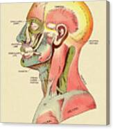 Muscles Of The Head And Upper Body Canvas Print