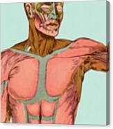 Muscles Of The Upper Body Canvas Print