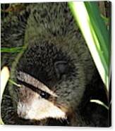 Muskrat Love Canvas Print