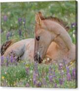 Wild Mustang Foal In The Wildflowers Canvas Print