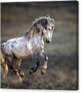 Mustang, Wild Horse / Equus Ferus Caballus Canvas Print