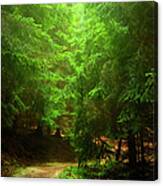 Mysty Forest Path Canvas Print