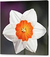 Narcissus Flower Canvas Print