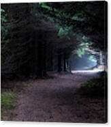 Narrow Path Through Foggy Mysterious Forest Canvas Print