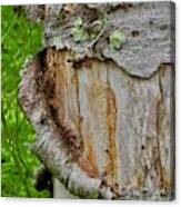 Nature's Curled Tree Bark And Lichen Canvas Print