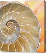 Nautilus Shell Fibonacci Spiral Canvas Print