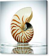 Nautilus Shell In A Still Pool Of Water Canvas Print