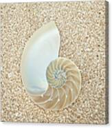 Nautilus Shell On Sand Canvas Print