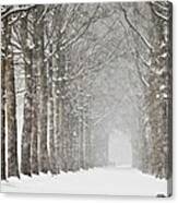 Netherlands, Beech Trees In Snow Storm Canvas Print