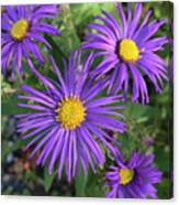 New England Aster 17 Canvas Print