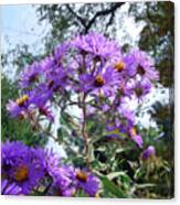 New England Aster 9 Canvas Print