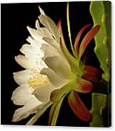 Night Blooming Cactus Canvas Print